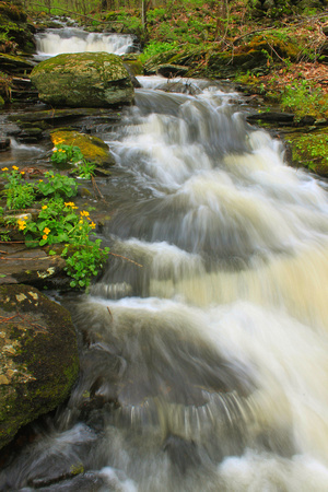 Marsh Marigolds and  Forest Stream