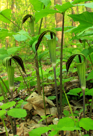 Jack in the Pulpit Colony