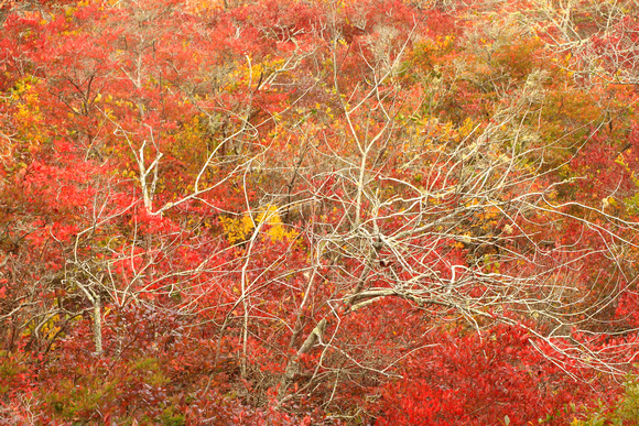 Province Lands Dwarf Beech Trees in Autumn