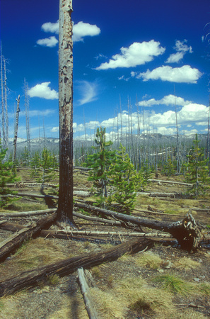 Yellowstone National Park Fire Aftermath