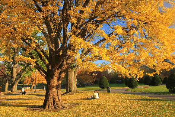 Boston Common Public Garden Ginko Tree Fall Foliage