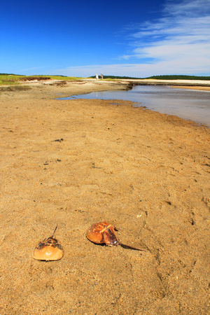 Wellfleet Bay Horseshoe Crabs
