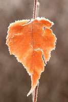 Birch Leaf Frost