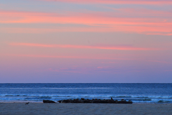 Head of the Meadow Beach Gray Seal Colony Sunset