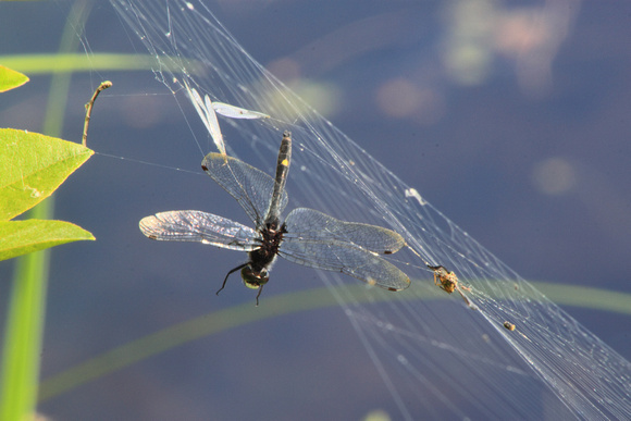 Spider Web and Dot Tailed Whiteface Dragonfly