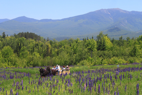 Sugar Hill Lupines Horse Carriage Tour