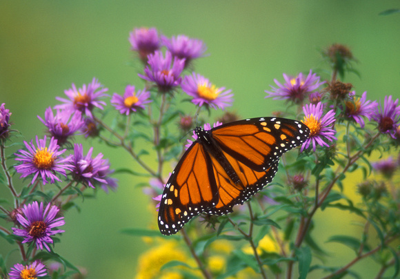 Monarch Butterfly on Asters
