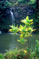 Hana Waterfall and Forest