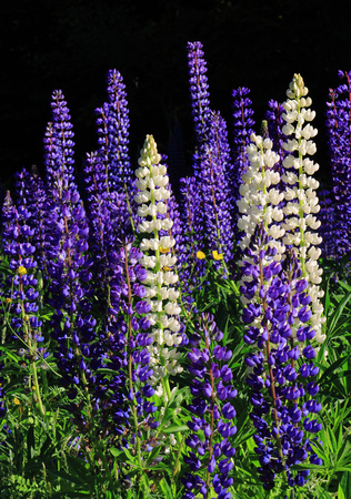 Lupine colony in meadow