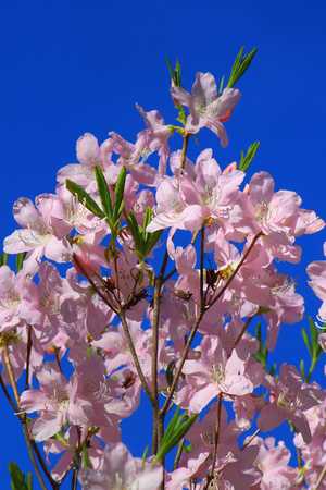 Arnold Arboretum Rhododendron Flower