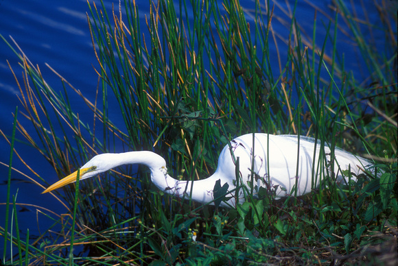 Great Egret Hunting Everglades Marsh