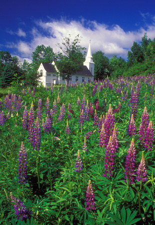 Lupines and Church Sugar Hill