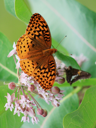 Great Spangled Fritilary and Silver Spotted Skipper on Milkweed