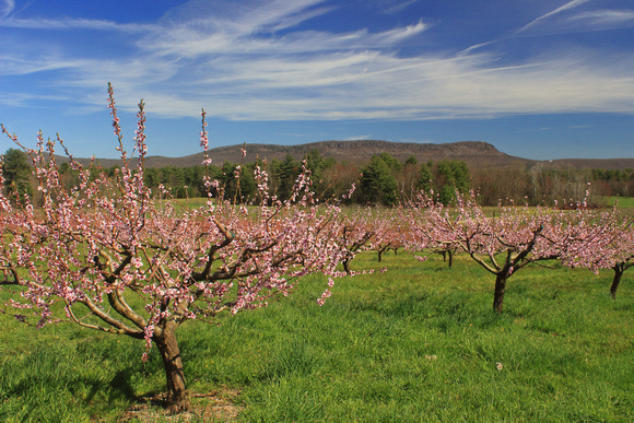 Park Hill Orchard Peach Trees in Spring