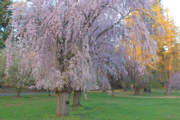 Cherry Flowering in evening light Childs Park