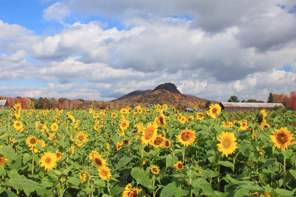 Sunflowers and Mount Sugarloaf