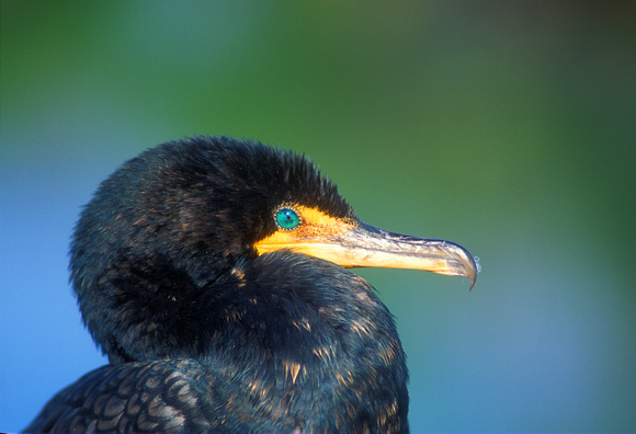 Doubl;e Crested Cormorant Green Eye