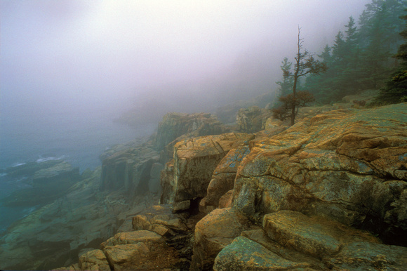 Acadia National Park Otter Cliffs Fog