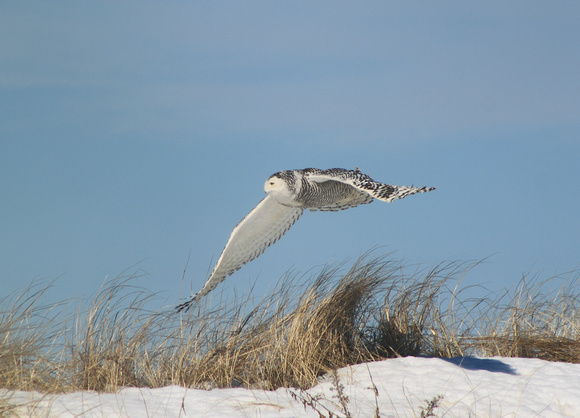 Snowy Owl Flying