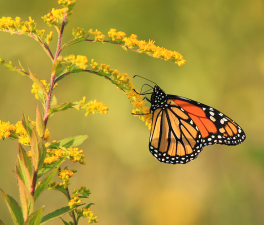 Monarch Butterfly on Goldenrod