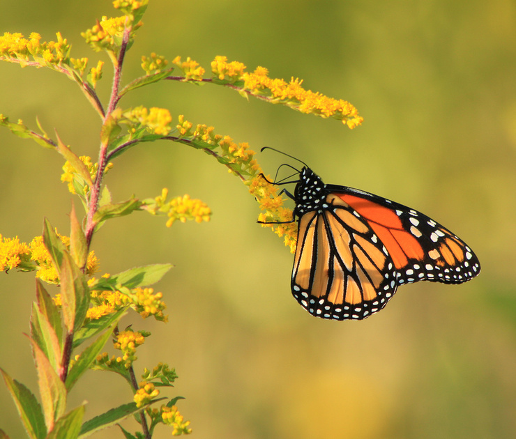 John Burk Photography The Monarch Butterfly Decline A Conservation Challenge