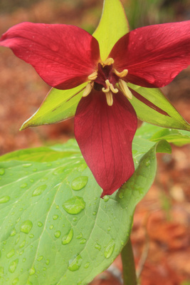 Red Trillium