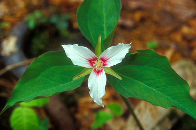 Painted Trillium