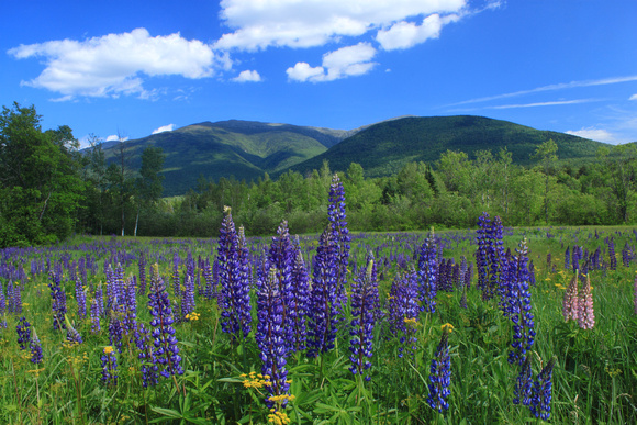 Mount Adams Lupines Valley View