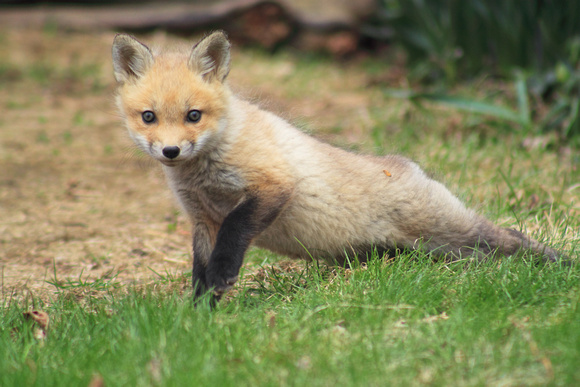 Red Fox Kit Stretching