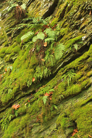 Barton Cove Rock Outcropping and Ferns
