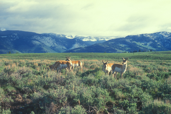 Pronghorn Antelopes in Yellowstone Valley