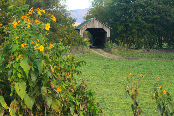 Gates Farm Covered Bridge Sunflowers Cambridge