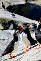 Atlantic Puffins fighting for food