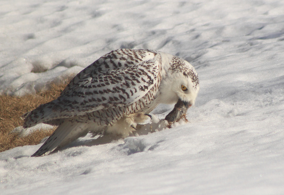 Snowy Owl catching mouse