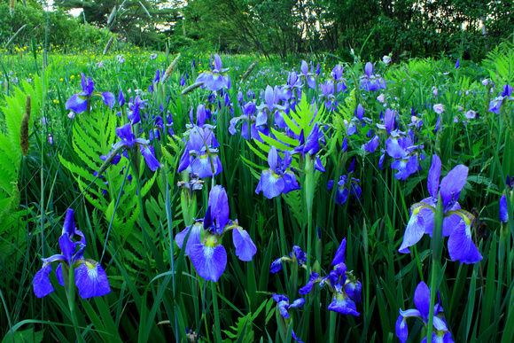 Blue Flag Iris Colony