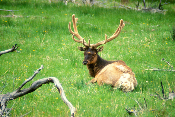 Elk at Rest