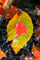 Autumn Leaves in Stream