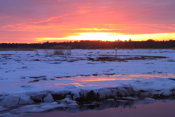 Salisbury Beach Winter Wetland Sunset with Snowy Owl