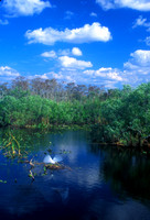 Everglades Egret