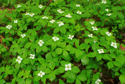 Bunchberry Colony
