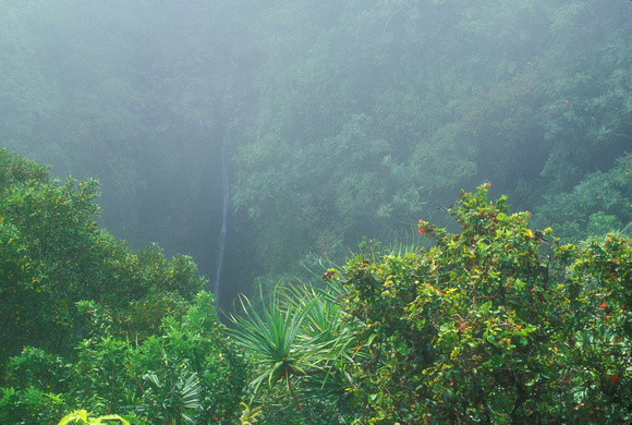 Lower Puohokamoa Falls Rainforest Fog Hana