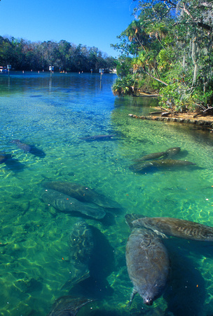 West Indian Manatees in Florida River