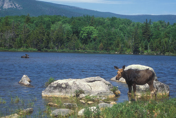 Baxter State Park Cow Moose at Pond with Bull