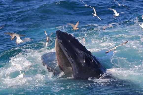 Humpback Whale Feeding with Gulls