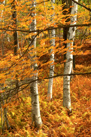 Birch Maple forest