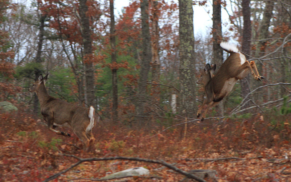 Whitetail Deer running