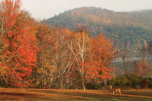 Whitetail Deer Autumn Quabbin