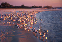 Crystal River Gulls on Beach