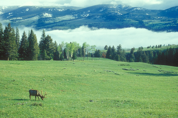 Yellowstone Elk Morning Fog 2