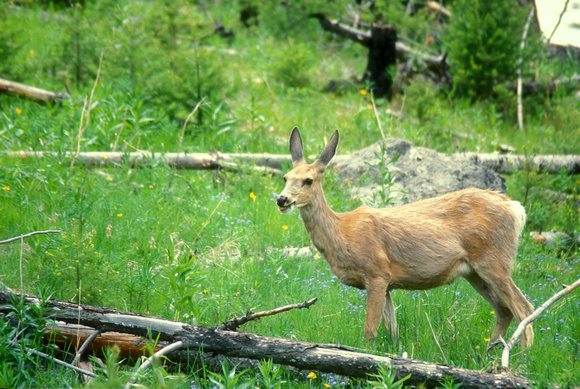 Mule Deer Yellowstone